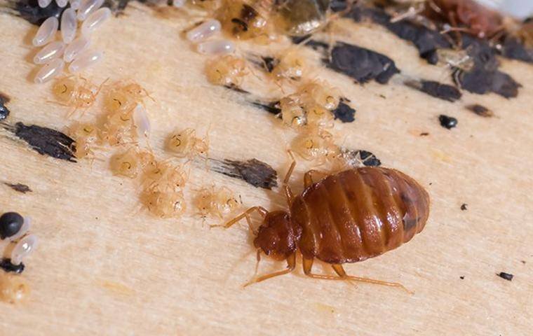 Bed Bug Infestation And Treatments