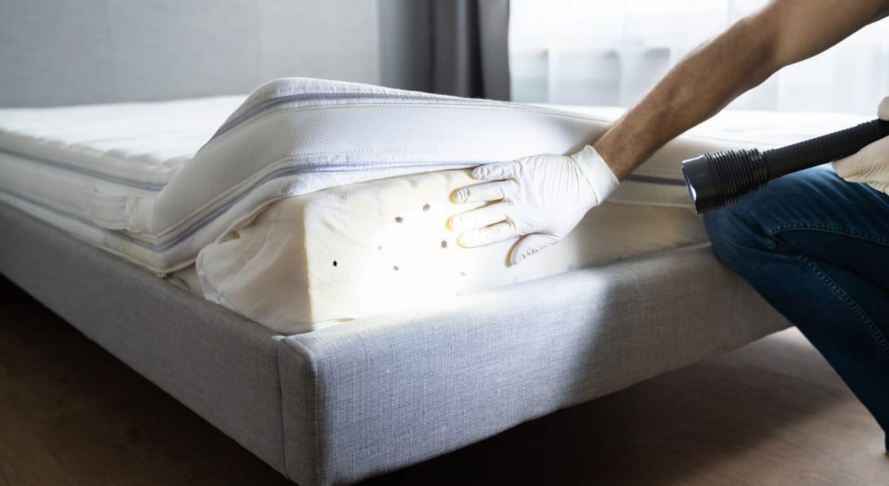 Bed Bug Infestation And Treatment Service