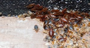 Presidio-Pest-Control-Bed-Bugs