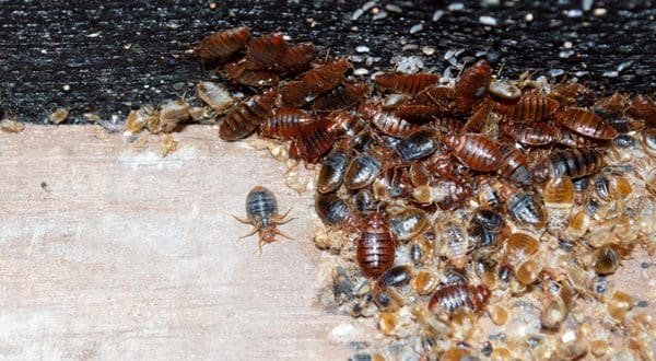 Eco Bed Bug Exterminators Va