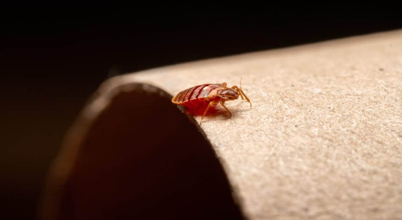 Presidio Pest Management - Bed Bugs