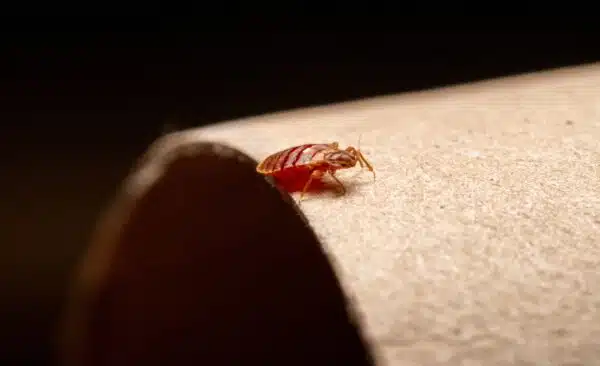 Presidio Pest Management - Bed Bugs