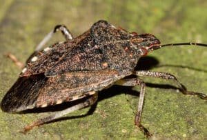 Heat Treatment for Bed Bugs in Rochester Hills, MI