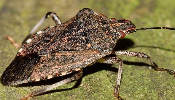 Heat Treatment for Bed Bugs in Rochester Hills, MI