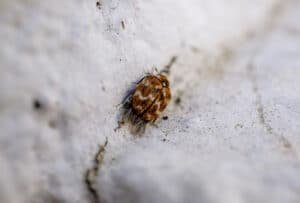 Heat Treatment for Bed Bugs in Rochester Hills, MI