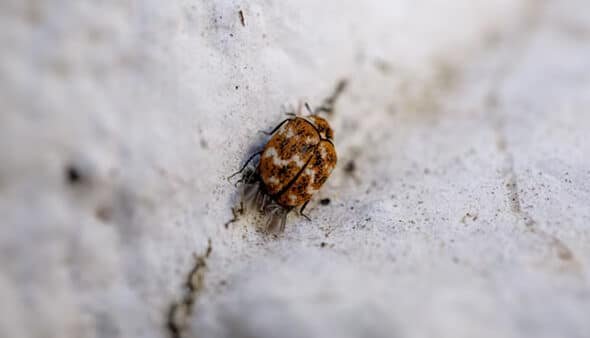 Heat Treatment for Bed Bugs in Rochester Hills, MI