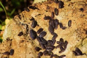 Heat Treatment for Bed Bugs in Birmingham