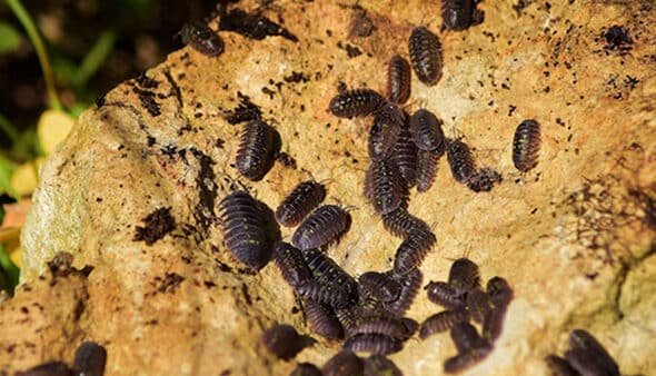 Heat Treatment for Bed Bugs in Birmingham