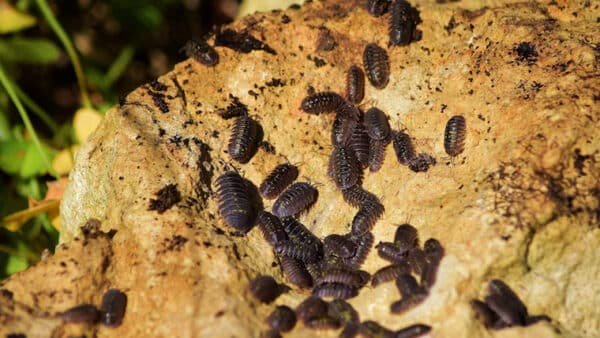 Heat Treatment for Bed Bugs in Lake Orion