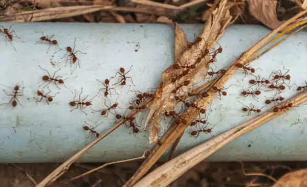 Ant trails in kitchen